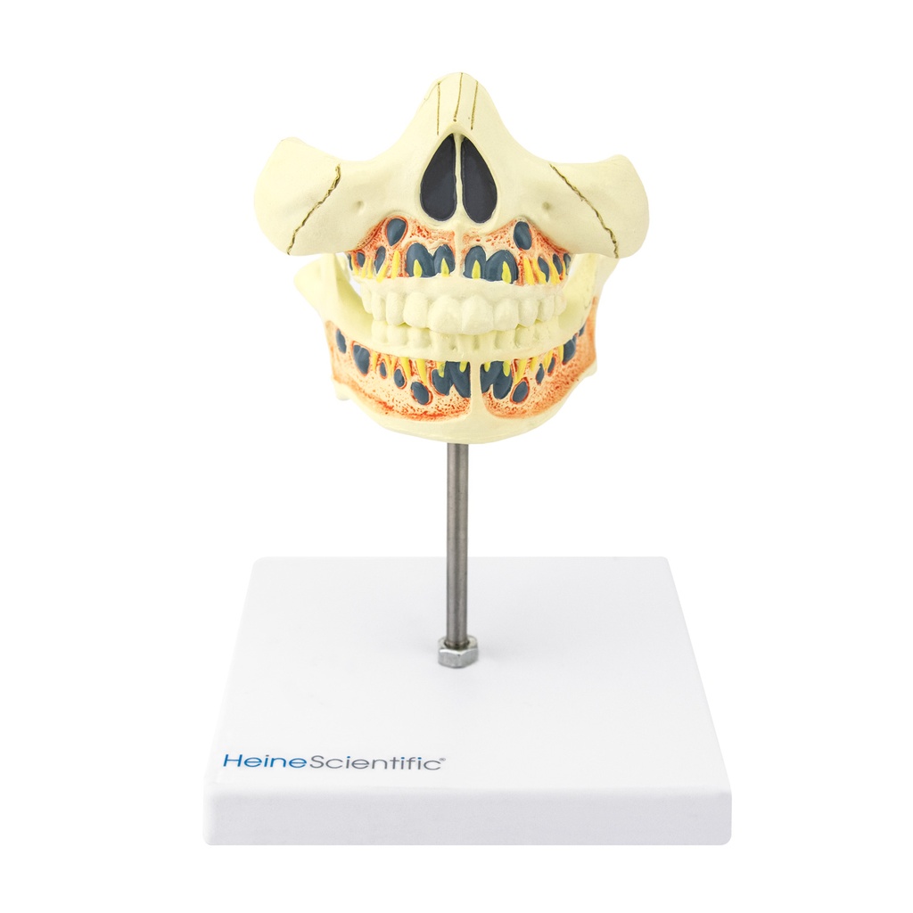 HEINESCIENTIFIC Deciduous dentition