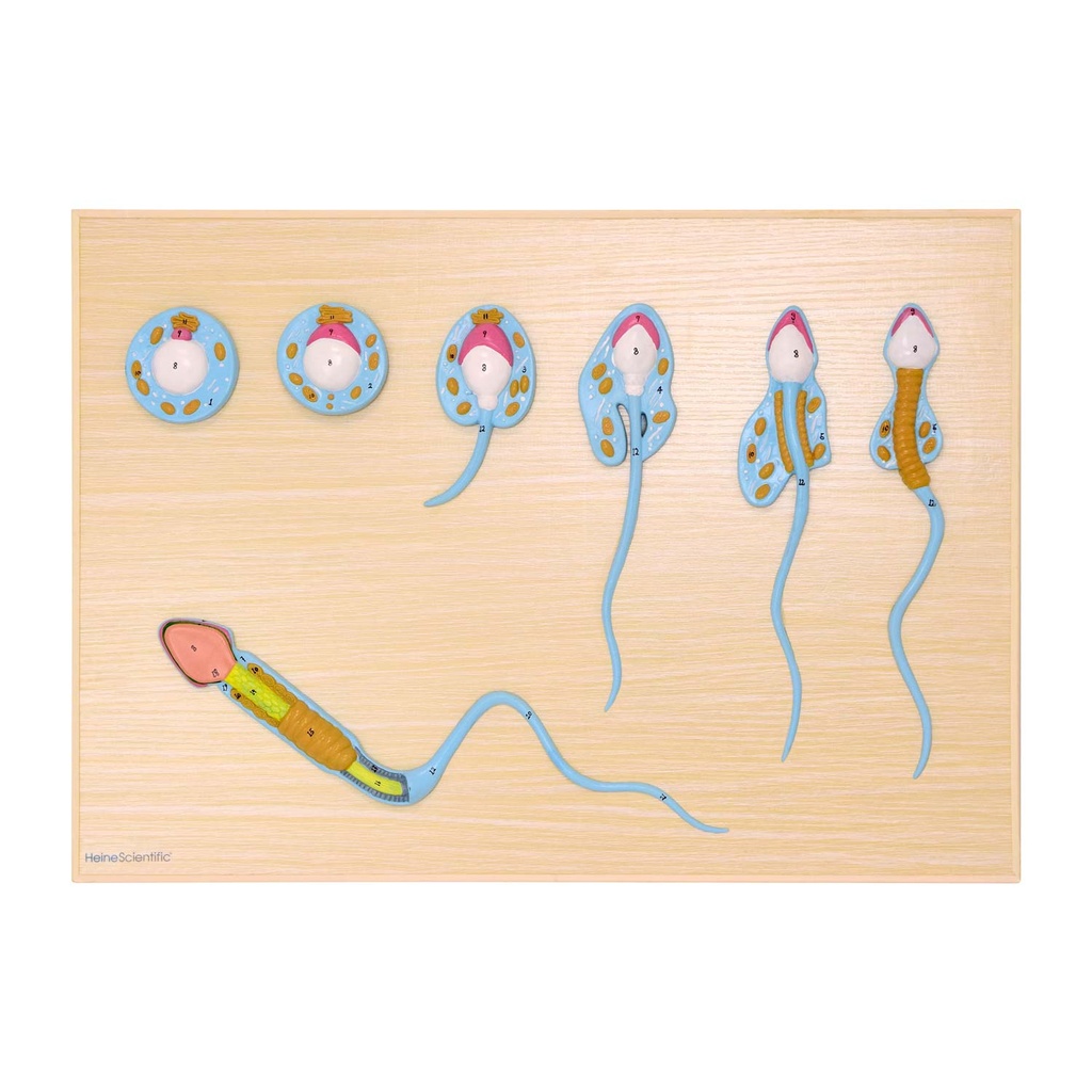 HEINESCIENTIFIC Model of spermatogenesis, section model