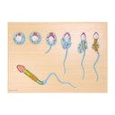 HEINESCIENTIFIC Modell der Spermatogenese, Schnittmodell