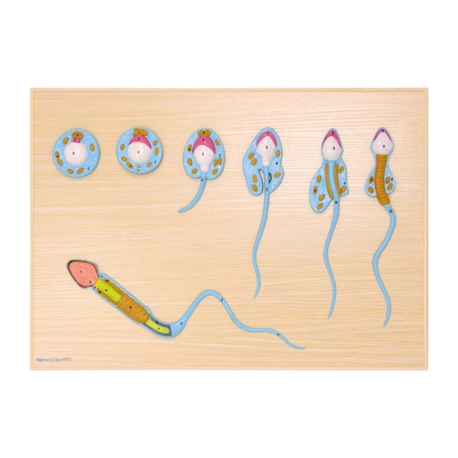 [21498-01] HEINESCIENTIFIC Model of spermatogenesis, section model