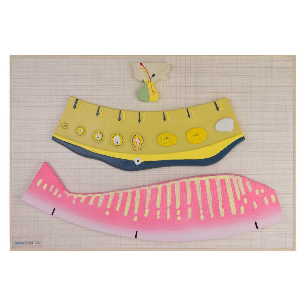 HEINESCIENTIFIC Model Hormonal cycle of the woman