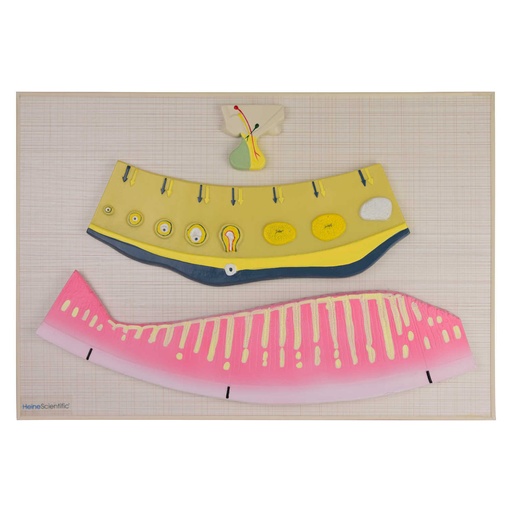 [21499-01] HEINESCIENTIFIC Model Hormonal cycle of the woman