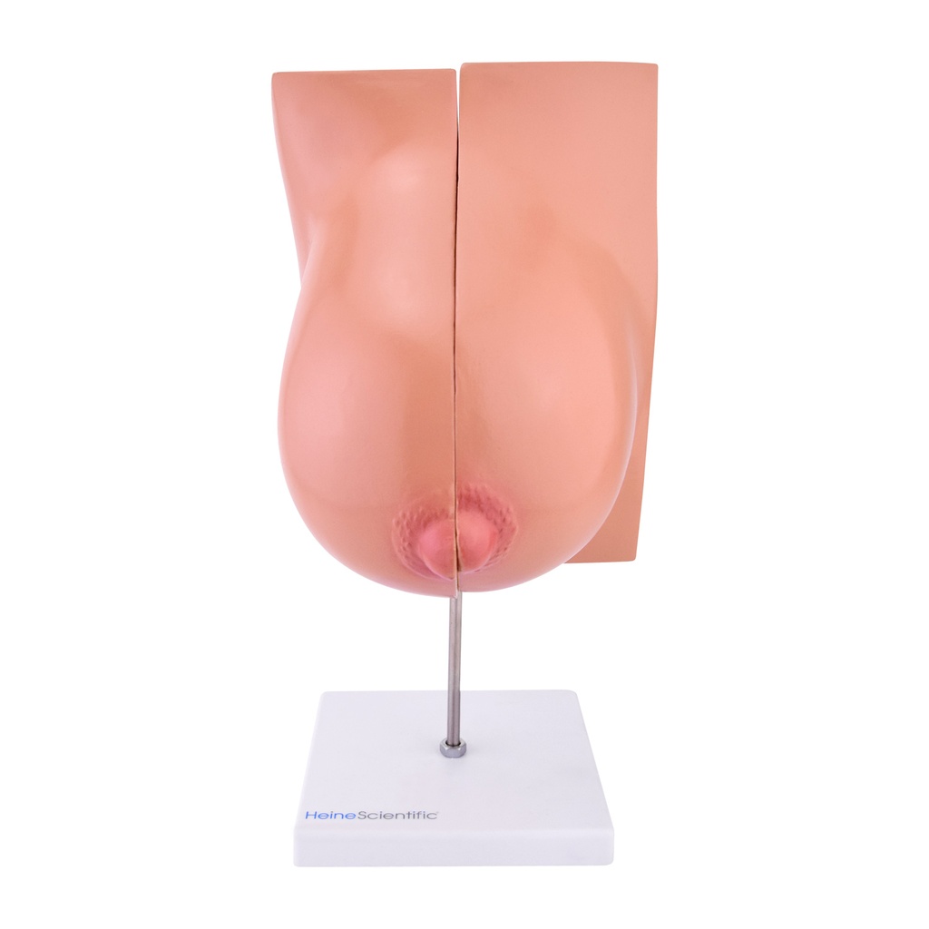 HEINESCIENTIFIC Anatomy model Lactating breast