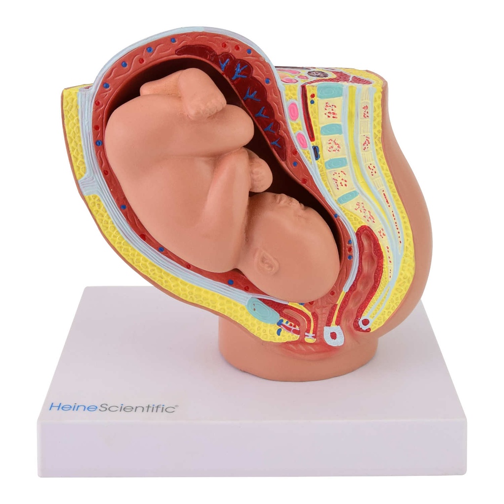 HEINESCIENTIFIC Pelvic model with fetus