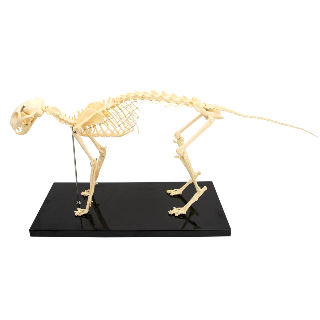 HEINESCIENTIFIC Katzenskelett aus Kunststoff