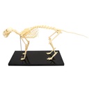 HEINESCIENTIFIC Cat skeleton made of plastic