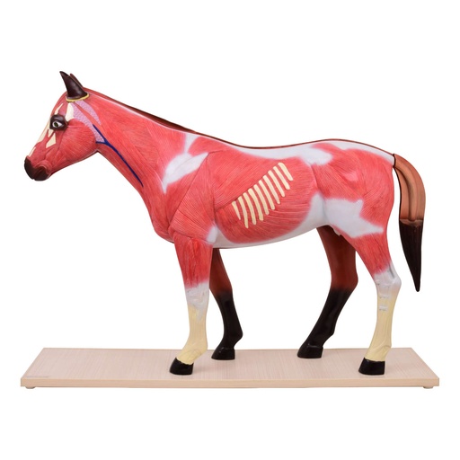 [21518-01] HEINESCIENTIFIC Dismountable horse model