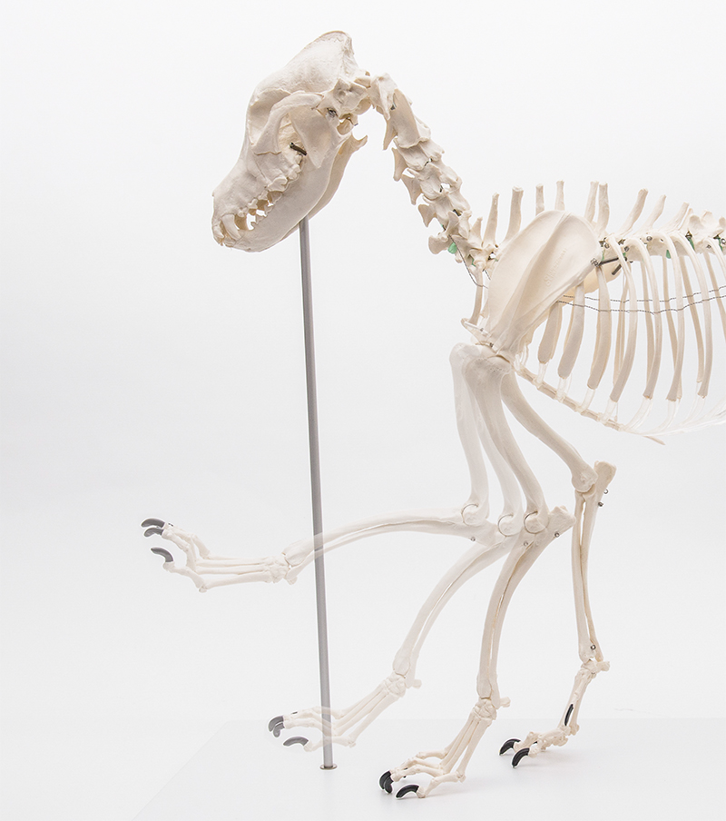 ERLERZIMMER Dog Skeleton, natural size