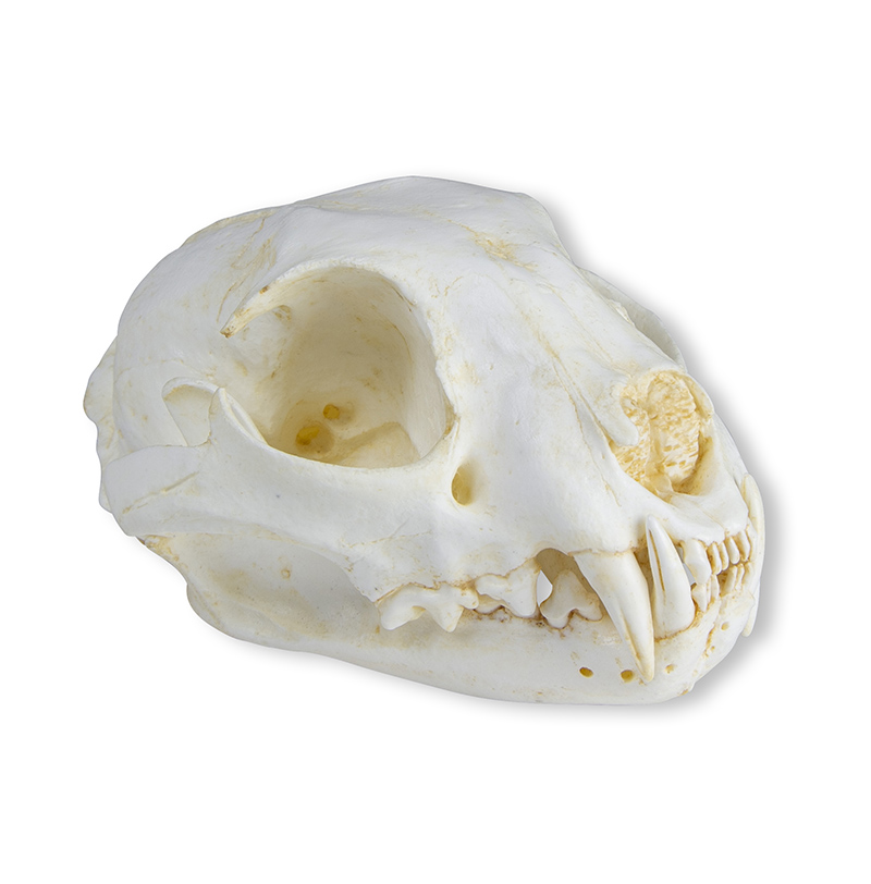 ERLERZIMMER Cat Skull (Felis catus, Replica)