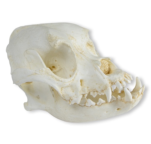 [22662-01] ERLERZIMMER Skull Domestic Dog, Boxer (Canis familiaris)