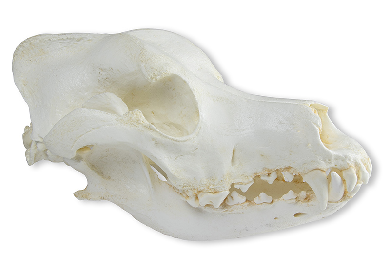 ERLERZIMMER Skull Domestic Dog, German Shepherd (Canis familiaris)