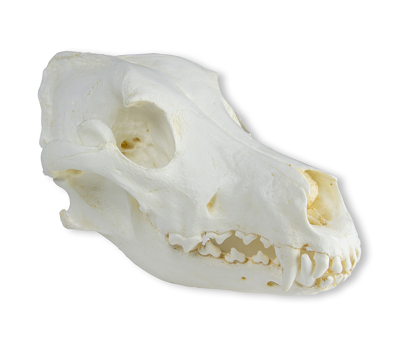 ERLERZIMMER Schädel Haushund, Dogge (Canis familiaris)