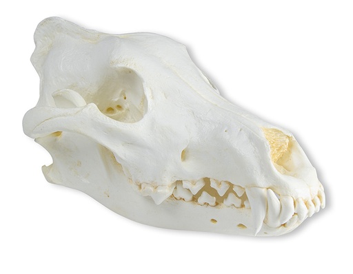 [22665-01] ERLERZIMMER Schädel Wolf (Canis lupus), Alaska Wolf