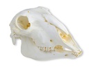 ERLERZIMMER Skull Domestic Sheep, female (Ovis aries)