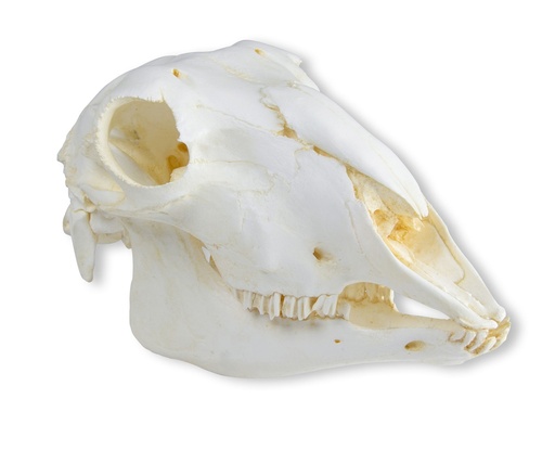 [22666-01] ERLERZIMMER Skull Domestic Sheep, female (Ovis aries)