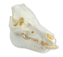 ERLERZIMMER Skull Domestic Pig (Sus scrofa domesticus)