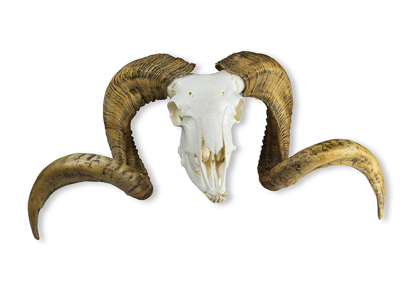 ERLERZIMMER Schädel und Hörner Merinoschafbock (Ovis aries)