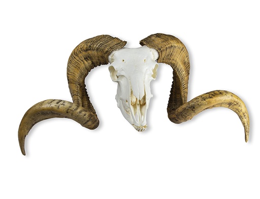 [22668-01] ERLERZIMMER Skull and Horns Merino Ram (Ovis aries)