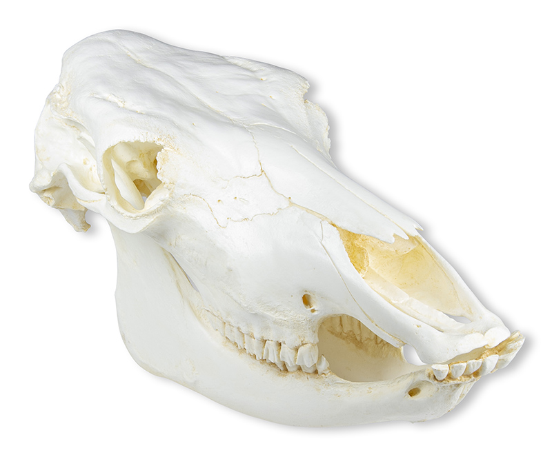 ERLERZIMMER Schädel Hausrind, Kuhschädel ohne Horn (Bos taurus)