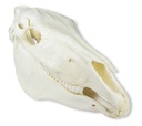 ERLERZIMMER Schädel Pferd (Equus caballus)