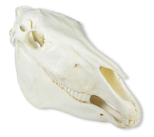[22670-01] ERLERZIMMER Skull Horse (Equus caballus)