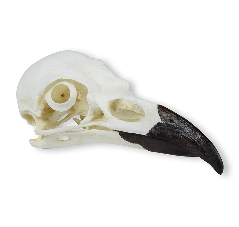 ERLERZIMMER Schädel Kolkrabe (Corvus corax)
