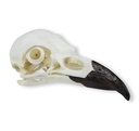 ERLERZIMMER Skull Raven (Corvus corax)