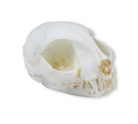 ERLERZIMMER Skull Wildcat (Felis silvestris)