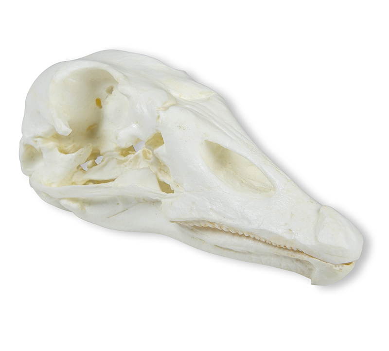 ERLERZIMMER Skull Domestic Goose (Anser spec.)