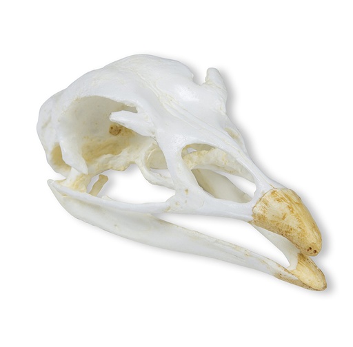 [22674-01] ERLERZIMMER Skull Turkey (Meleagris gallopavo)
