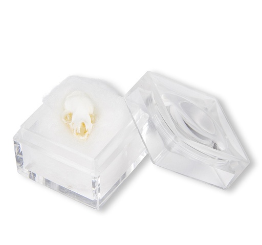 [22677-01] ERLERZIMMER Skull Bat (Chiroptera sp.)