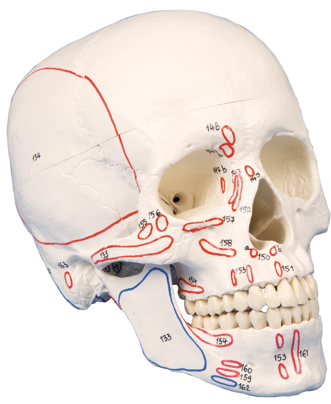 ERLERZIMMER Skull Model with Muscle Markings 3-part