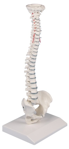 [23062-01] ERLERZIMMER Miniature Spine