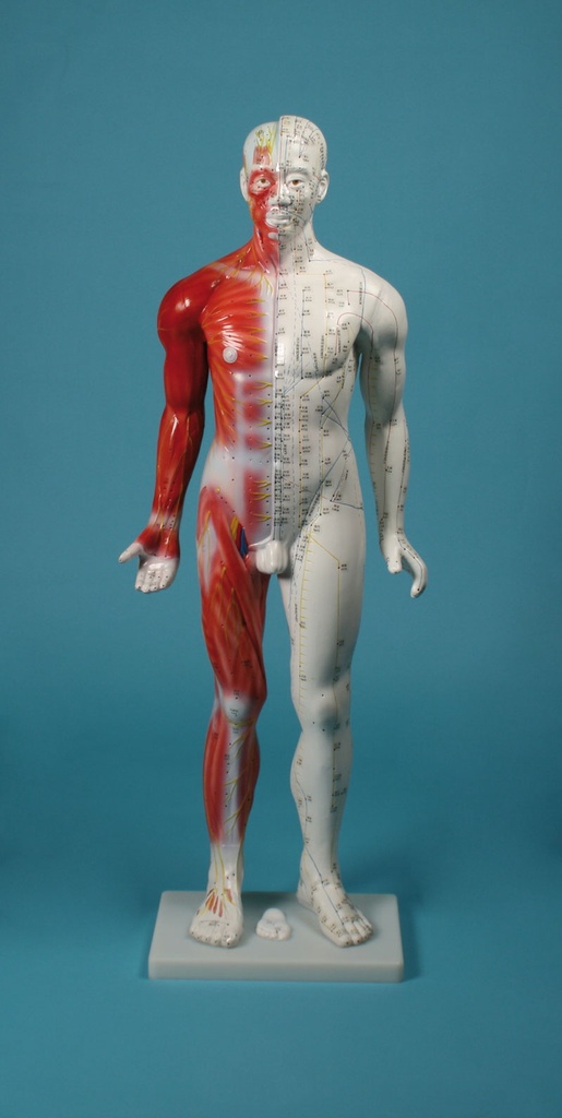 ERLERZIMMER Chinesische Akupunkturfigur, 80 cm männlich