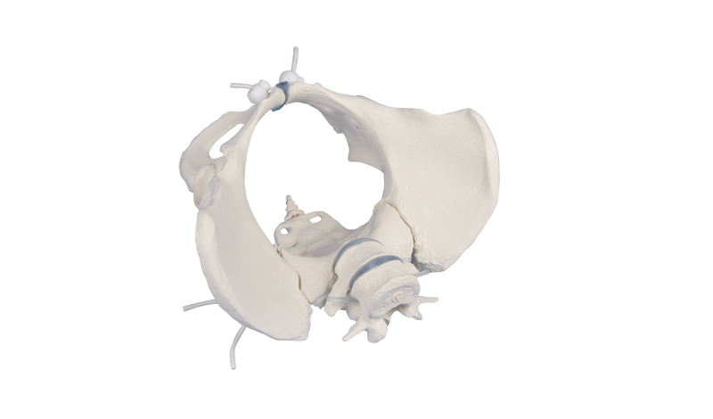 ERLERZIMMER Female Pelvis with 2 Lumbar Vertebrae, flexible