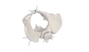 ERLERZIMMER Female Pelvis with 2 Lumbar Vertebrae, flexible