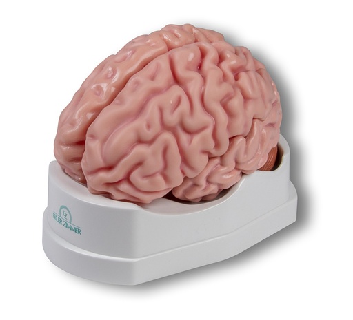 [23188-01] ERLERZIMMER Anatomical Brain Model, life-size, 5-part