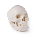 ERLERZIMMER LUXURY Demonstration Skull, 14 part for advanced studies