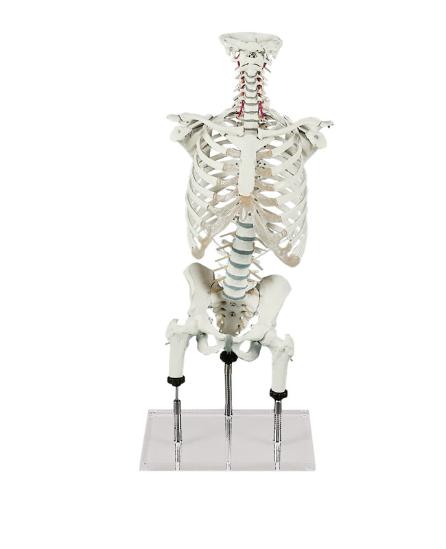 ERLERZIMMER Vertebral Column for Demonstration of Malpositions (acc. to Zilgrei)