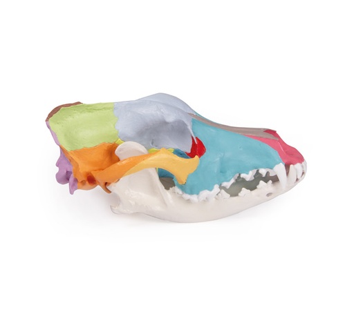 [23946-01] ERLERZIMMER Dog Skull with didactic painting
