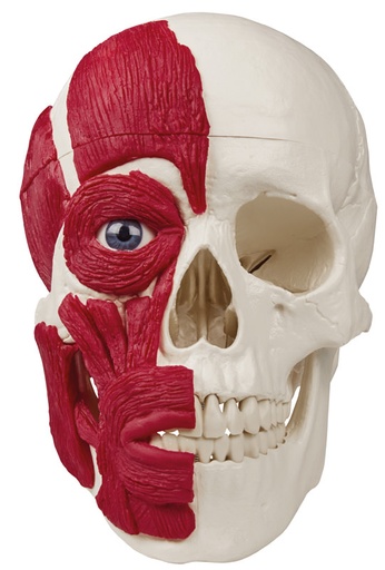 [24315-01] ERLERZIMMER Skull with Musculature