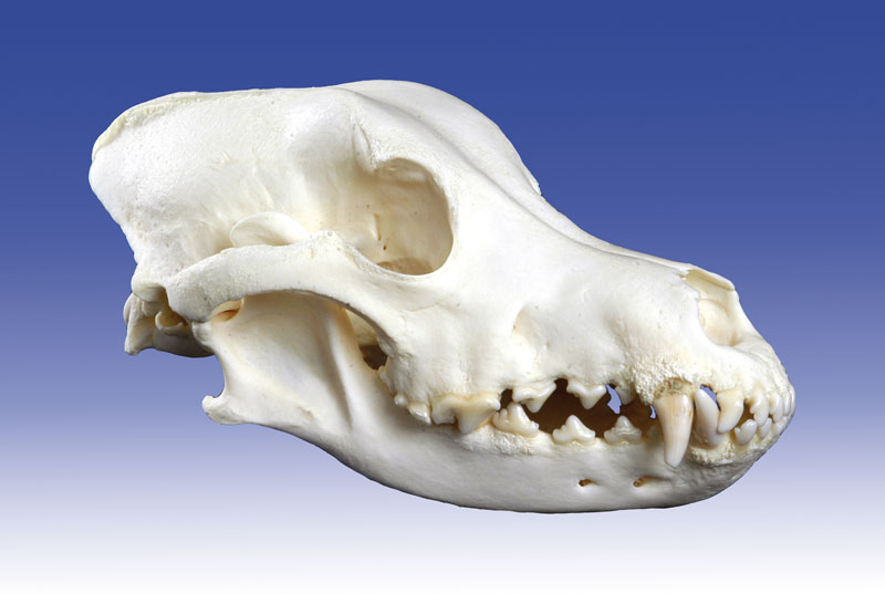 ERLERZIMMER Dog Skull small