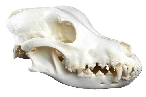 [24363-01] ERLERZIMMER Hundeschädel (Canis familiaris, Replika) Haushund groß