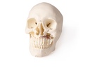 ERLERZIMMER Skull Model for Dentistry and Maxillofacial Surgery, 5-part
