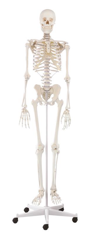 ERLERZIMMER Skeleton Willi