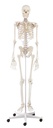 ERLERZIMMER Skeleton Willi