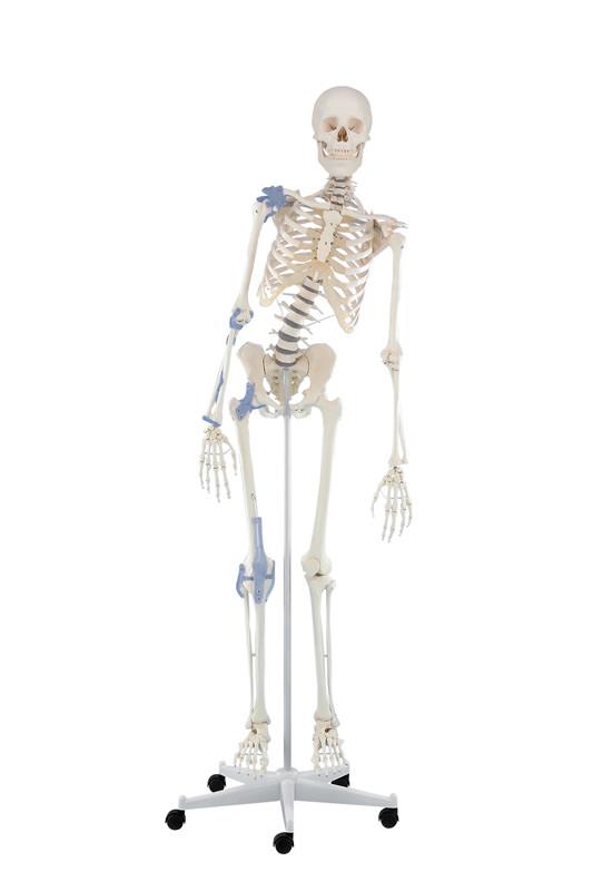 ERLERZIMMER Skeleton Toni, flexible with Ligaments