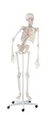ERLERZIMMER Skeleton Peter