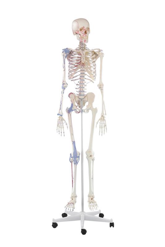 ERLERZIMMER Skeleton Bert