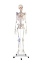 ERLERZIMMER Skeleton Bert